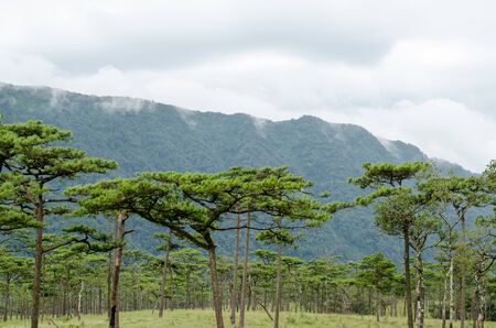 Pine Forest on Background High Mountains.の写真素材