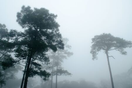 Black Tree with Fog in The Dark Pine Tree Forest.の写真素材