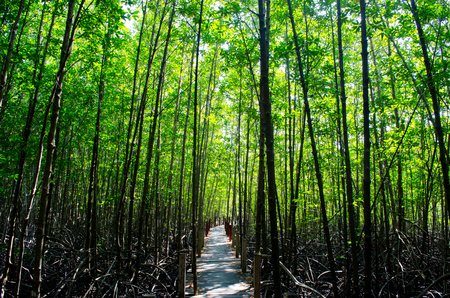 A Walking Way in The Mangrove Forests at Thailand.の写真素材