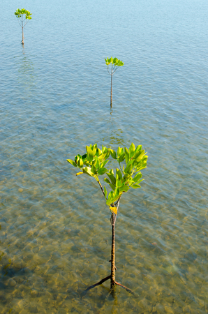 Mangrove Trees in The Ocean.の写真素材