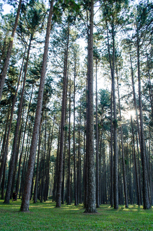 Bottom Up of Pine Forest at Pang Oung, Mae Hong Son Thailand.の写真素材