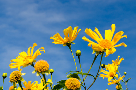 Flowers of BuaTong, Mexican Sunflower or Tree marigold with Clear Sky.の写真素材