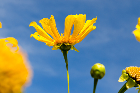Flowers of BuaTong, Mexican Sunflower or Tree marigold with Clear Sky.の写真素材