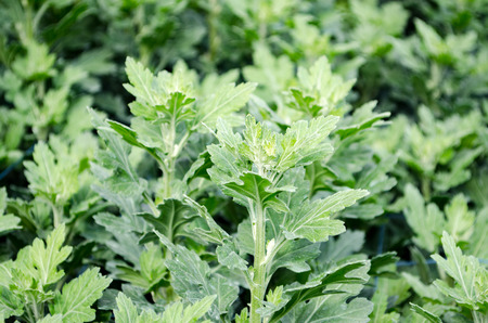 Freshness Ornamental of Chrysanthemum Leaf or Morifolium Leaf in a Farm by Taken at Doi Intanon,...