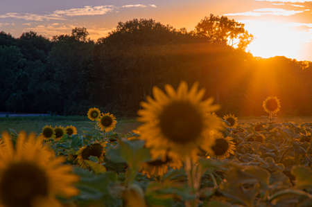 Sunset behind trees in summer with field of sunflowers in foreground with shallow depth of focus on group of flowers in mid range of focal distanceの写真素材
