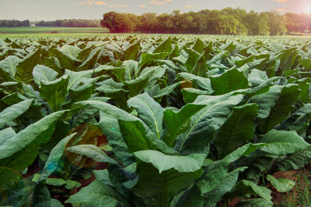Sunrise over a farm field of large broad green tobacco leaves in the Untied States in summerの写真素材
