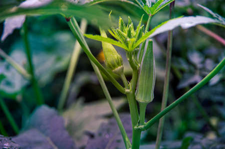 Closeup view of flowers and seed pods on an okra plant in a garden with warm light on the bud