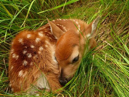 Fawn nestled in the protection of tall green grassの写真素材