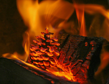 Burning pine cone in a fireの写真素材