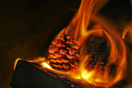 Pine cone in a fireの写真素材