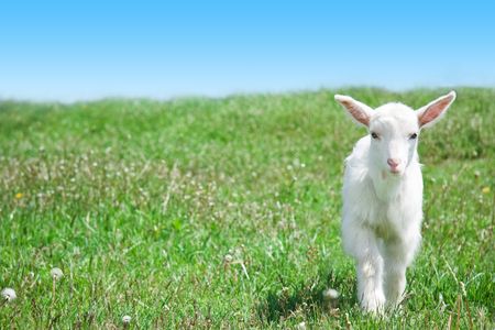 Kid on the pastureの写真素材