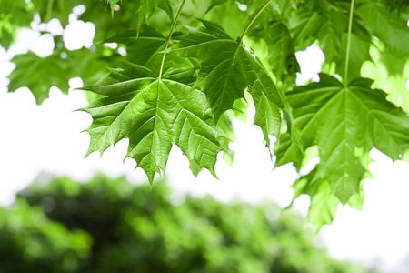 Spring Maple leaves under sun beams