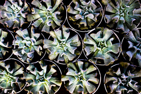 portrait of Sukulen Echeveria Runyonii