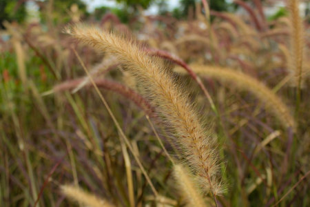 portrait of Pennisetum pedicellatum or Alang-alang or reeds