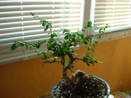 bonsai bonsai