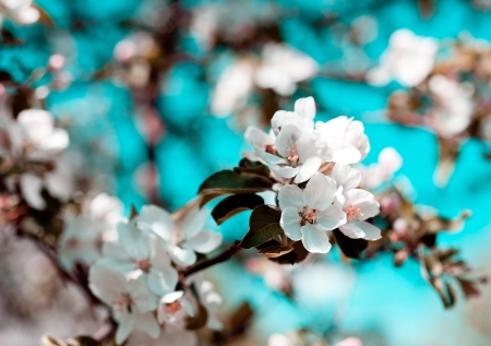 Apple blossom in springの写真素材