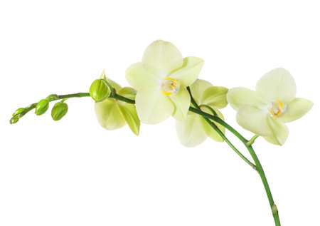 Orchid (phalaenopsis) on white backgroundの写真素材