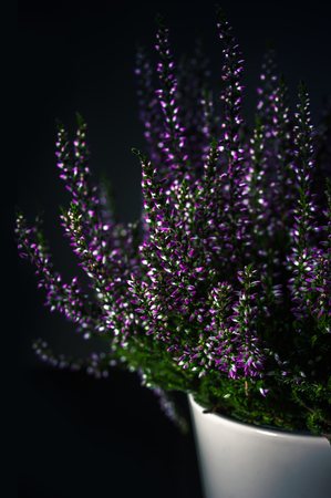 Heather flowers on dark backgroundの写真素材