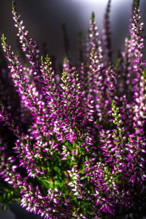 Heather flowers. Floral Designの写真素材