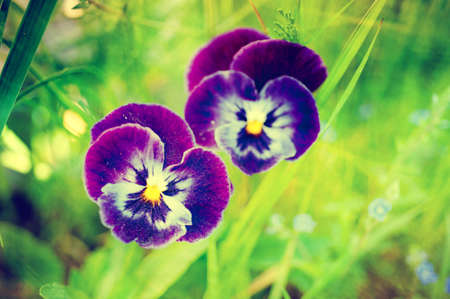 Grunge purple pansy