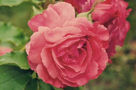 Pink rose