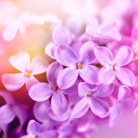 Lilac flowers in springの写真素材