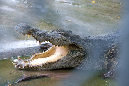 crocodile in the zooの写真素材