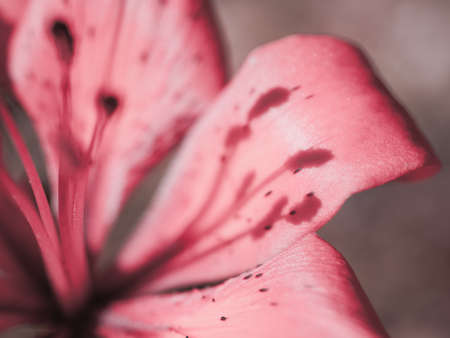 pink lily. macro imageの写真素材