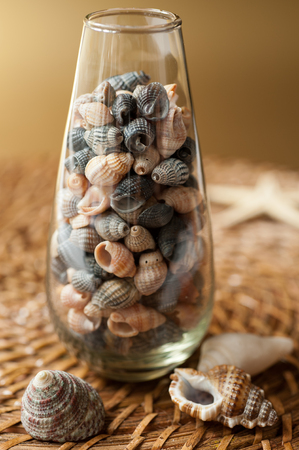 seashells in a glass vaseの写真素材
