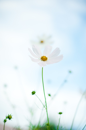 White  flowers の写真素材