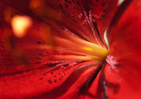 Abstract  red Flowerの写真素材