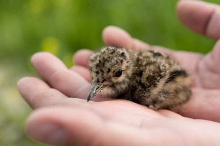 Young baby bird of a lapwingの写真素材