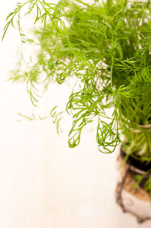 Fresh dill の写真素材