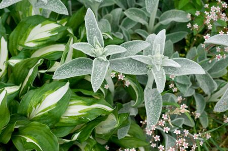 gardenの写真素材