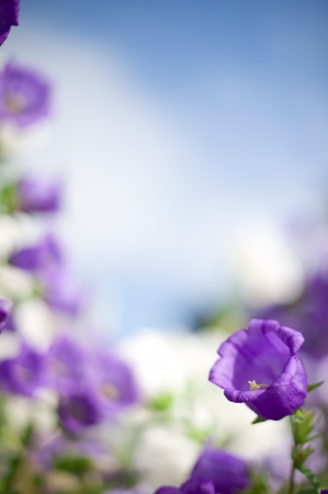 campanula flowers. soft focusの写真素材