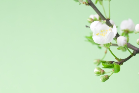 White spring flowers on treeの写真素材
