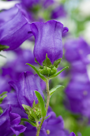 campanula flowersの写真素材