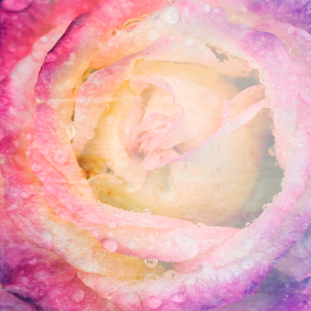 beautiful rose made with color filtersの写真素材
