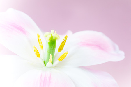 Beautiful pink tulip close-upの写真素材