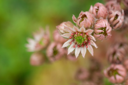 beautiful flowersの写真素材