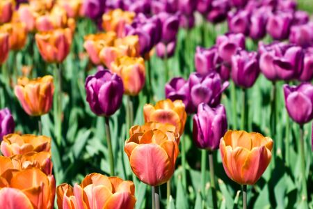 Beautiful spring flowersの写真素材