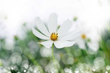 White  flowers  with bokeh  の写真素材