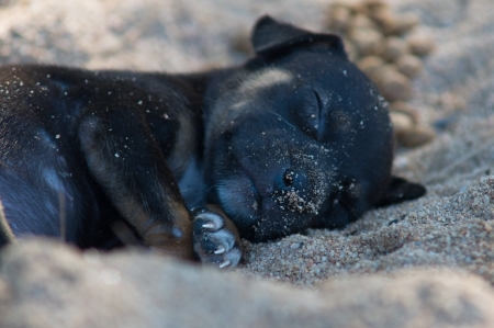 puppyの写真素材