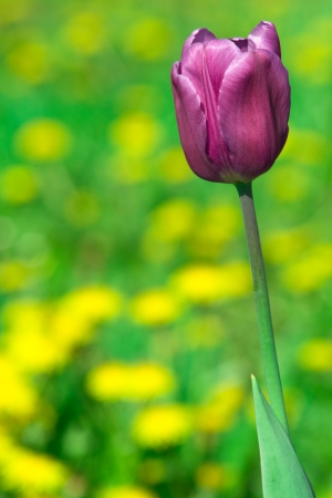 Pink tulips の写真素材