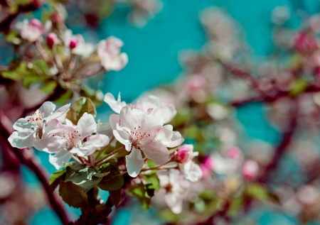 Apple blossom in springの写真素材