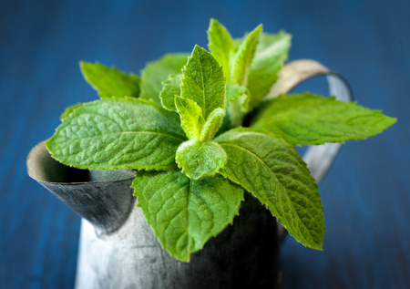 Fresh green mint in the garden wateringの写真素材
