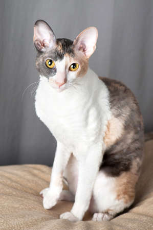 Cornish Rex Catの写真素材