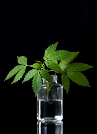 hemp leaves marijuana in medical bottleの写真素材