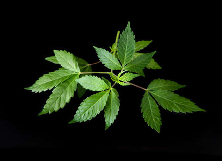 Medical marihauna leavesの写真素材