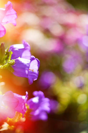 Flowers campanula bells on a sunny day. Blurry textureの写真素材